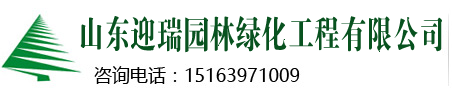 娜塔櫟,銀杏樹價(jià)格,山東銀杏樹,山東銀杏樹價(jià)格